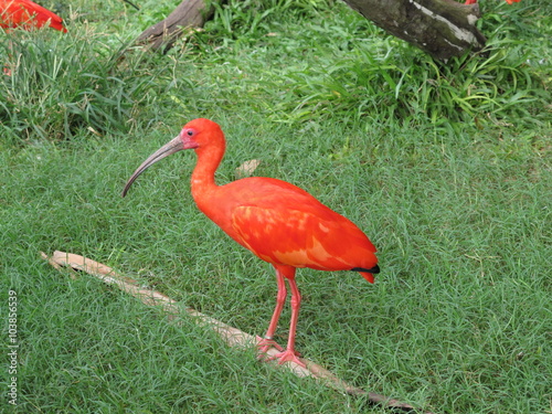 Red Ibis