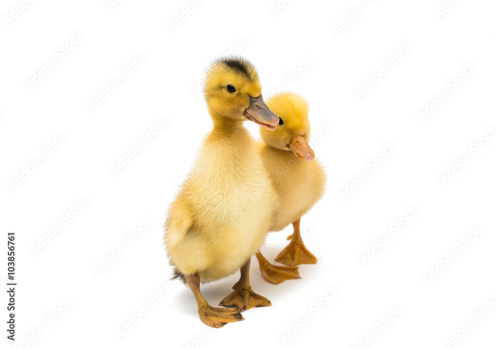 small geese isolated