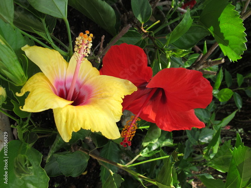 Red and Yellow Hibiscus