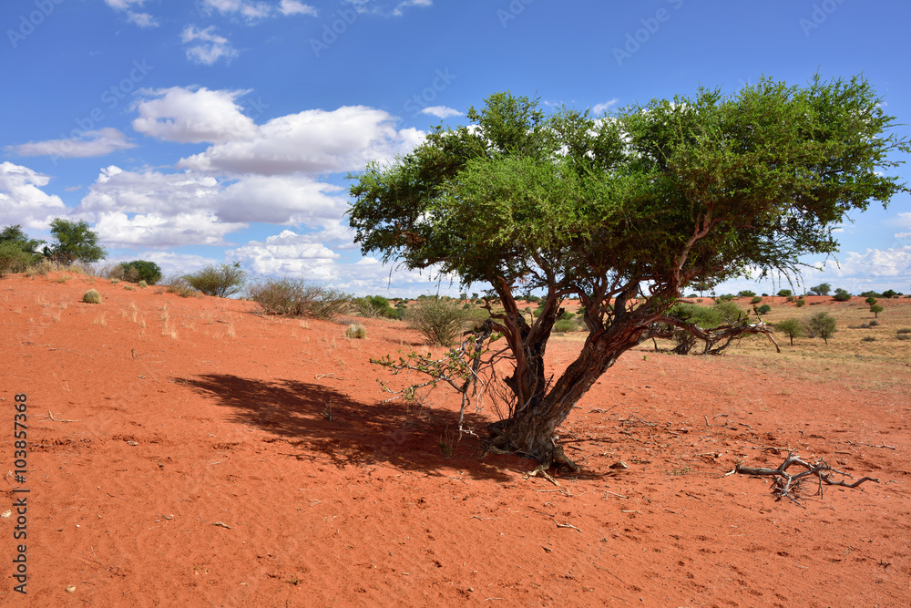 Fototapeta premium Kalahari desert, Namibia
