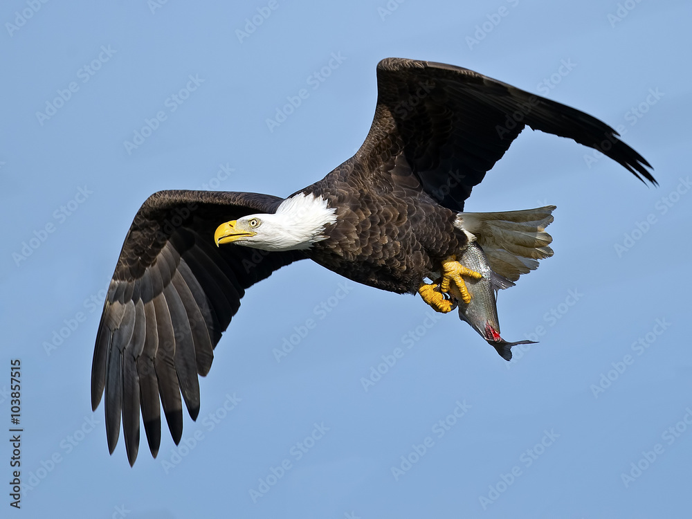 Fototapeta premium Bald Eagle in Flight with Large Fish