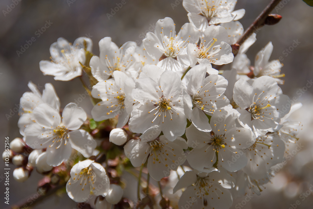 Fototapeta premium Süßkirschenblüten - Prunus avium