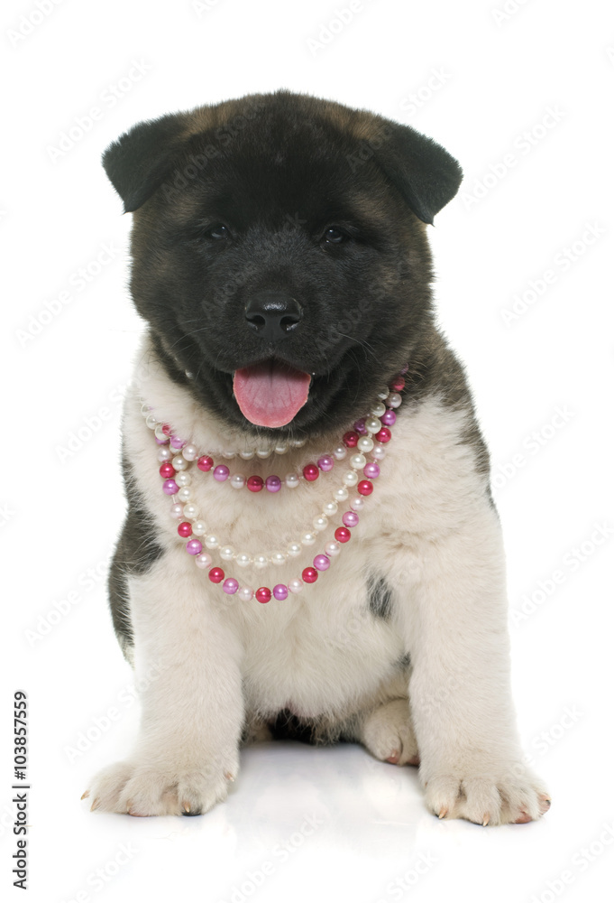 Obraz premium puppy american akita
