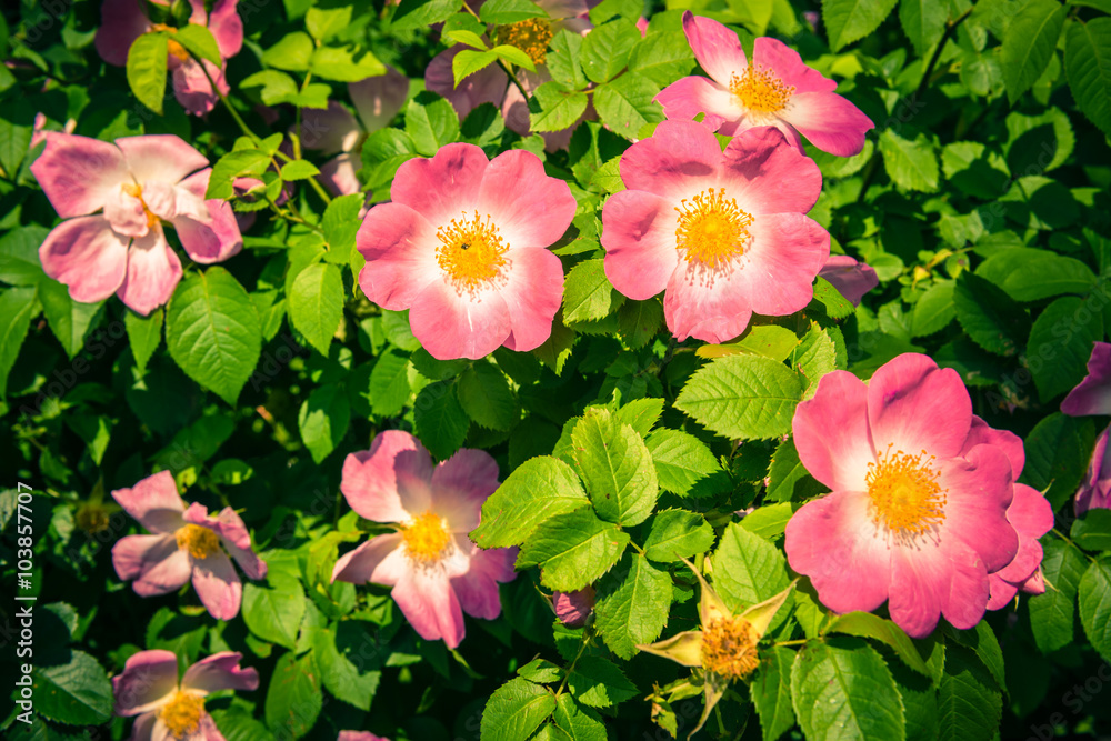 Bush of beautiful pink dog-roses in a garden