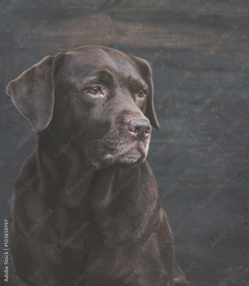 Chocolate labrador Chocolate labrador