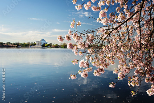 Bilde på lerret Cherry Blossoms Washington DC Sunrise