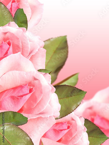 Pink roses on a delicate background 