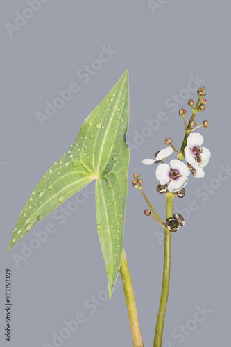 Flower and leaf with water drops of aquatic plant Sagittaria (arrowhead) isolated with clipping path.