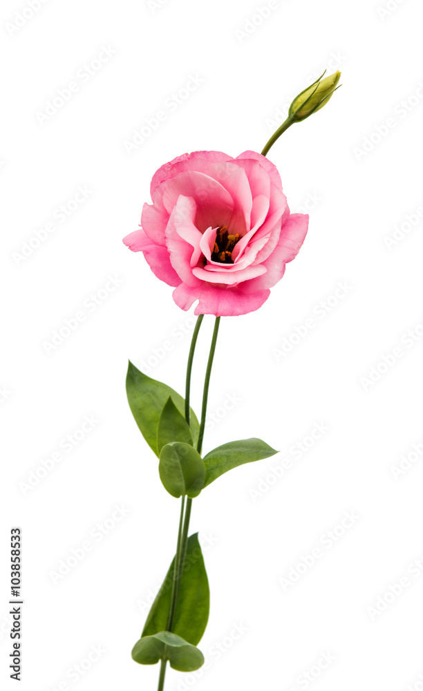 eustoma flower eustoma flower