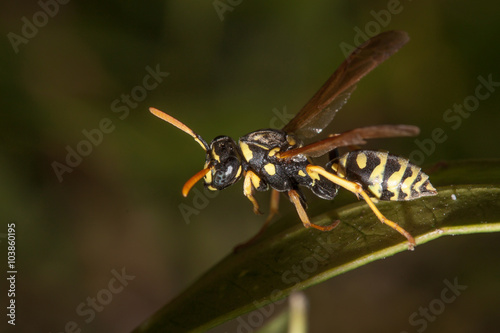 wasp resting on a leaf © marchesini62