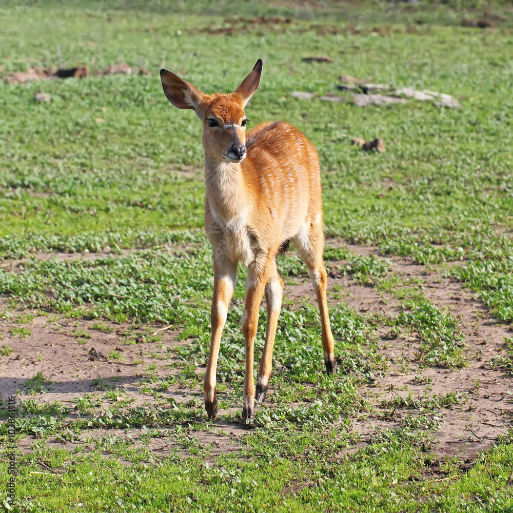 Fototapeta premium Single Kudu (Tragelaphus Strepsiceros) standing in the nature reserve in Israel