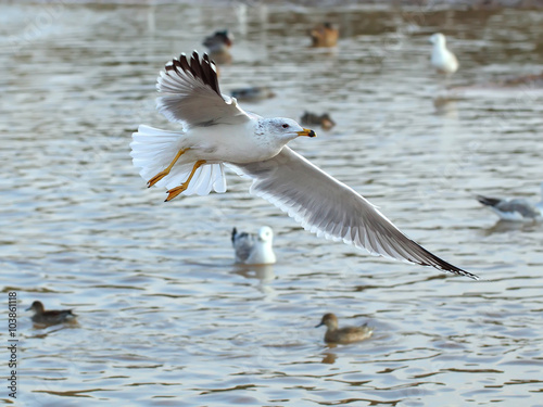 seagull captured in mid flight photo