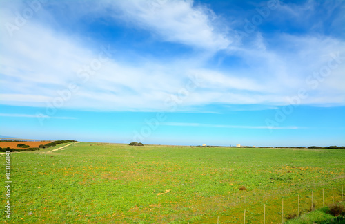 green meadow under a blue sky