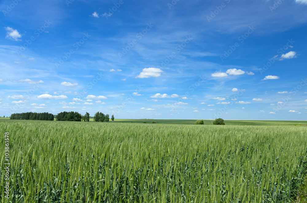 Blue sky with white clouds over the green wheat field Blue sky with white clouds over the green wheat field