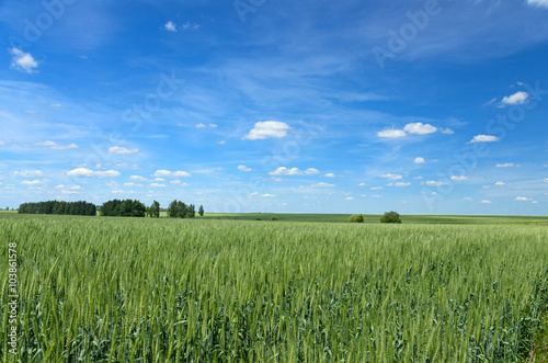 Blue sky with white clouds over the green wheat field