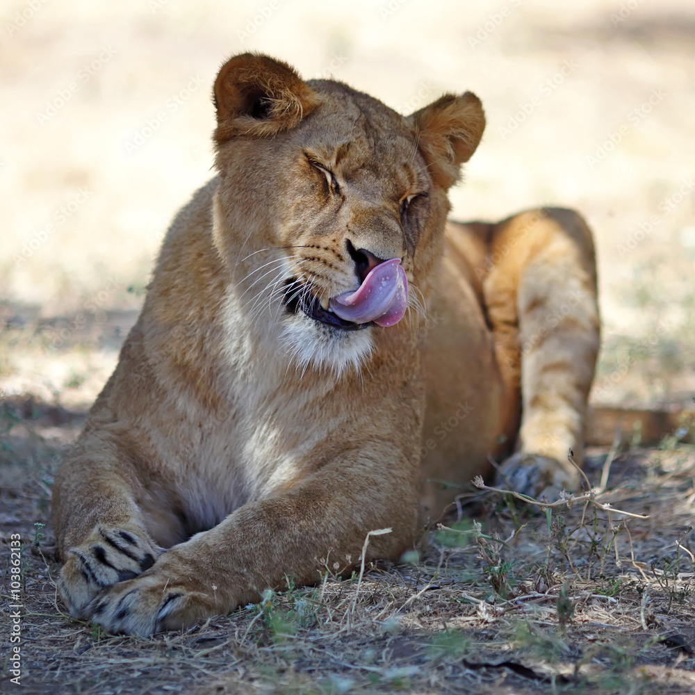 Close Up picture of lioness resting in the grass Close Up picture of lioness resting in the grass
