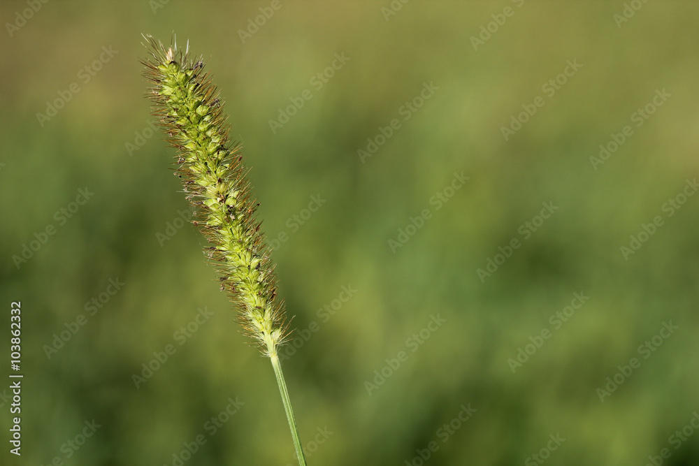 Single stalk of grass in full sunlight Single stalk of grass in full sunlight