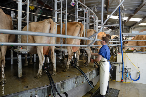 milking time