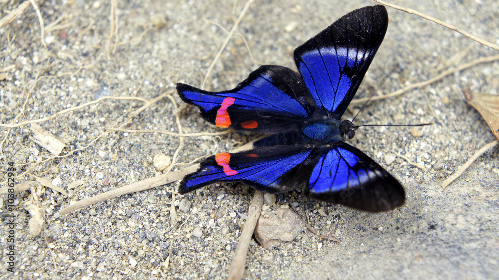 Wunderschöner Schmetterling Wunderschöner Schmetterling
