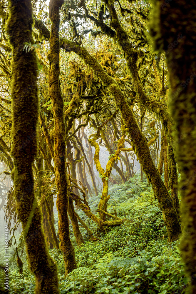 Beautiful evergreen forest in Garajonay national park on La Gomera island in Spain Beautiful evergreen forest in Garajonay national park on La Gomera island in Spain