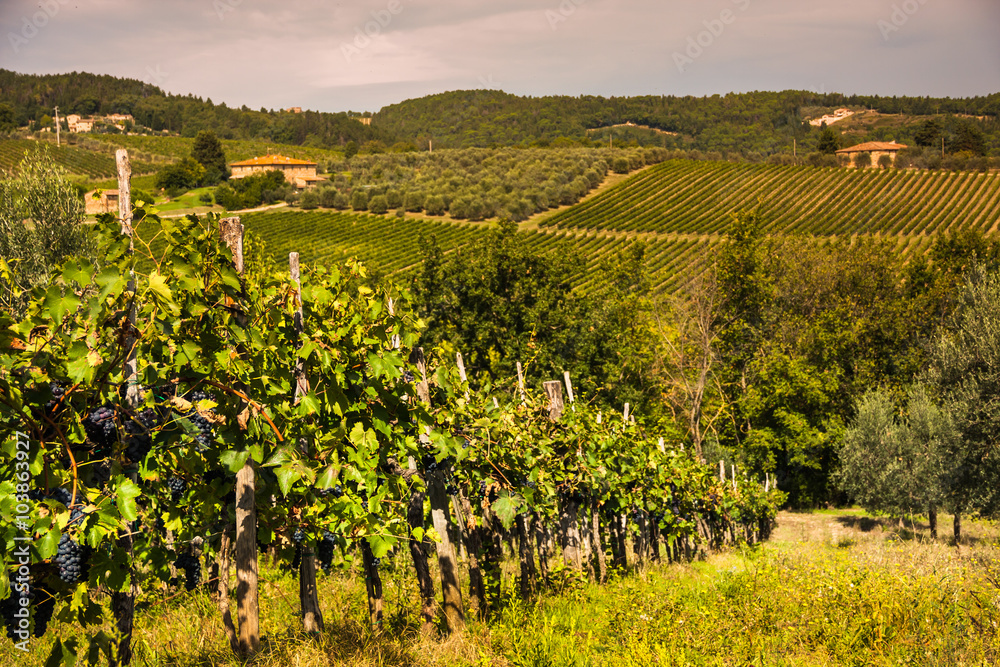 Shrubs grapes before harvest. Chianti, Tuscany, Italy
