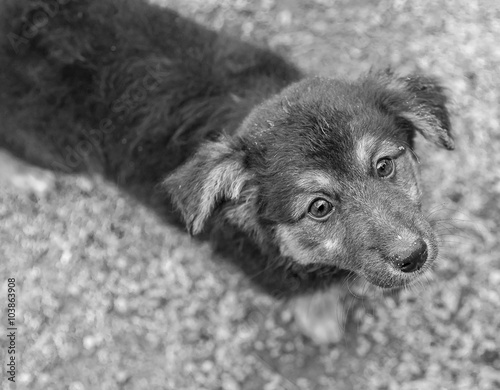 sad puppy German shepherd