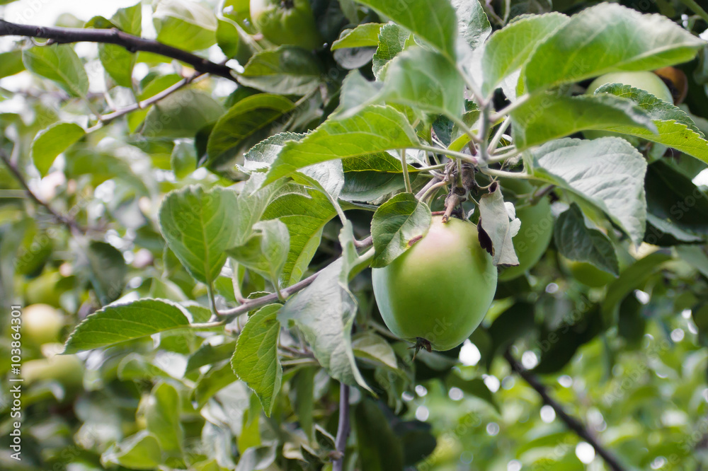 Fresh young Apple on a branch. Orchard with green apples. Summer garden fruit. The time of harvest. Plantation of Apple trees.