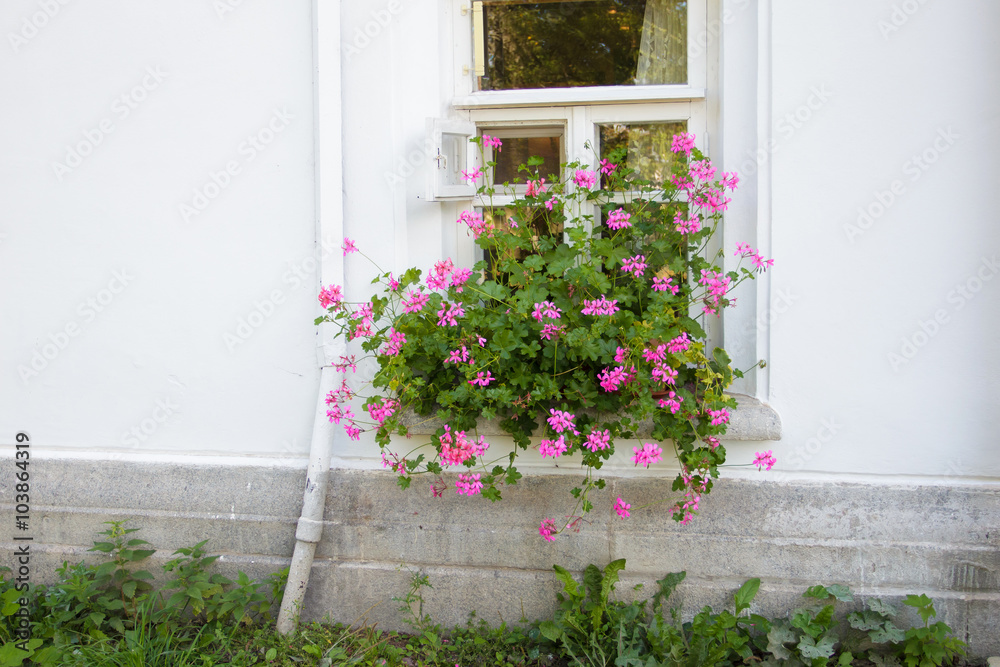 Old house window with flowers. Tenderness and inspiration of the old white house, whitewashed. Floral decoration at home. The design of flowers.