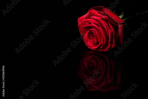 Fototapeta Naklejka Na Ścianę i Meble -  Kiss of a rose