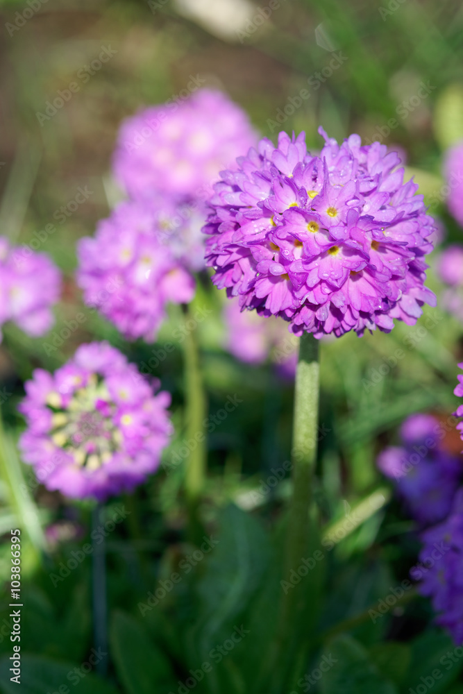 Fototapeta premium Drumstick Primrose