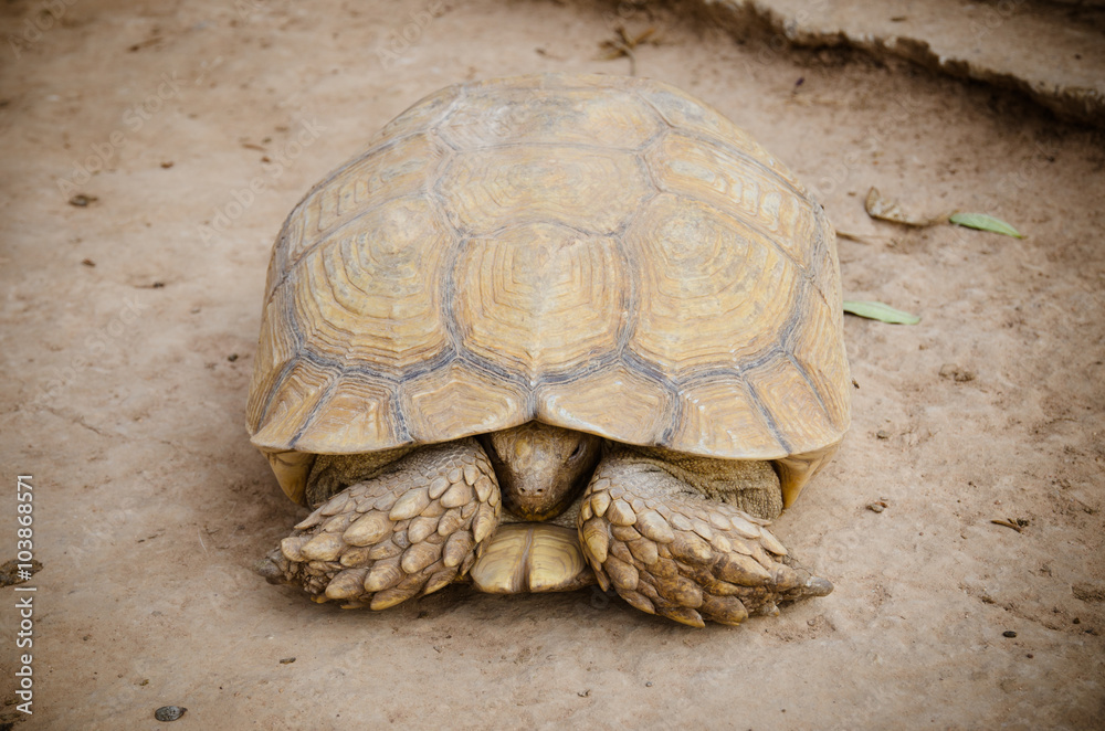 Aldabra giant tortoise (Aldabrachelys gigantea) Aldabra giant tortoise (Aldabrachelys gigantea)