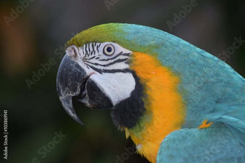 Macaw parrot 