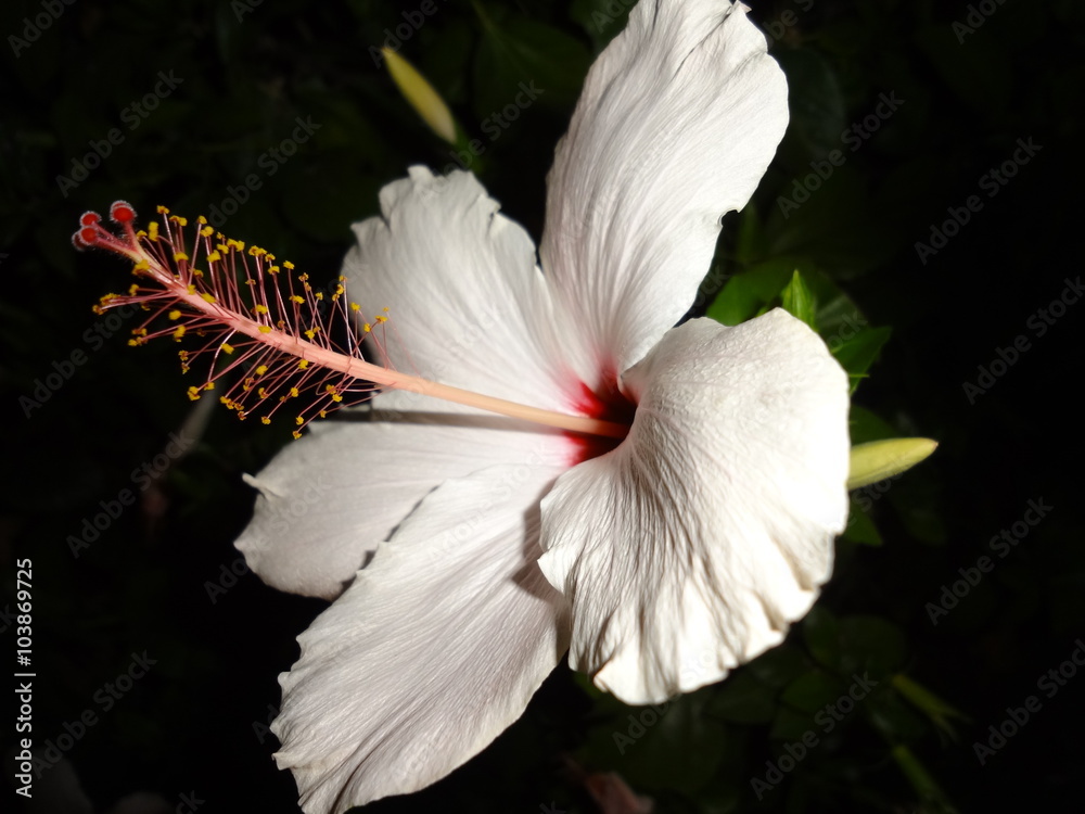 White hibiscus at night White hibiscus at night