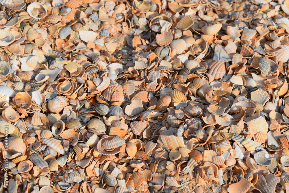 Background from cockleshells and sand Background from cockleshells and sand