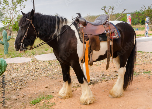 Fotografie gipsy vanner horse