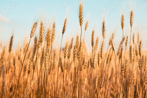 Buğday başakları