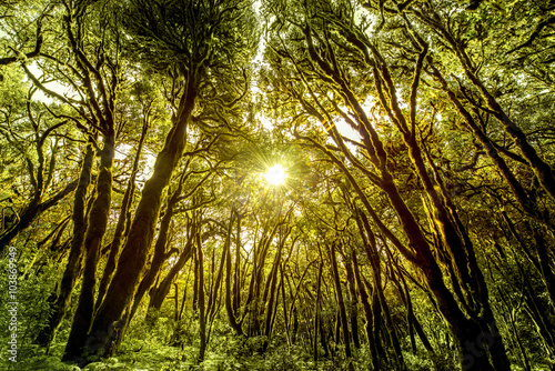 Beautiful evergreen forest in Garajonay national park on La Gomera island in Spain photo
