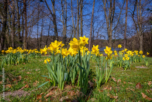 Osterglocken Narzissen am Mechesee in Lobetal