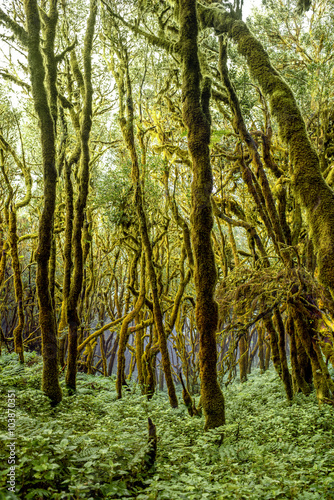 Fototapeta Naklejka Na Ścianę i Meble -  Beautiful evergreen forest in Garajonay national park on La Gomera island in Spain