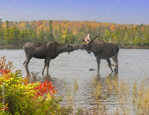 Moose Smooch - A cow and bull moose touch noses in a show of affection during the fall mating season. photo