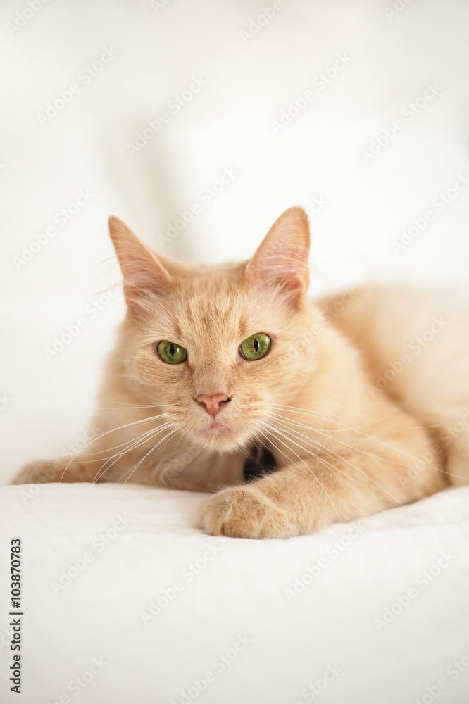 Orange Cat with Green Eyes and white Background