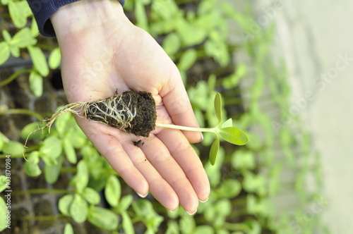 Sprout in Hand