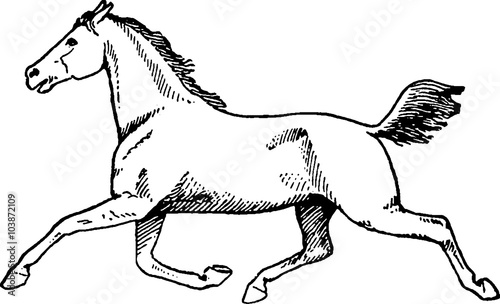 Vintage drawing horse