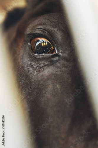 Scared horse eye with enclosure bars reflection
