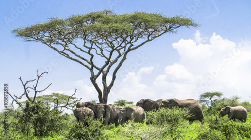 Canvas Print baby elephant catching up with it's herd of elephants standing under an Acacia t