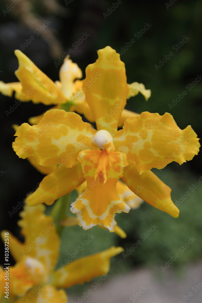 Fototapeta premium orchid