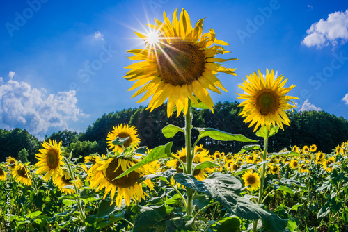 Fototapeta Naklejka Na Ścianę i Meble -  Sonnenblumen auf einem Feld bei Biesenthal