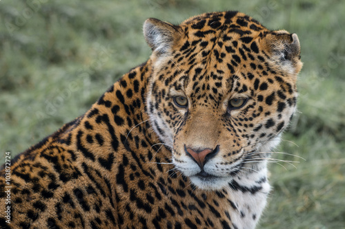 Close up three quarter portrait photograph of a Jaguar big cat staring slightly down to the left © alan1951