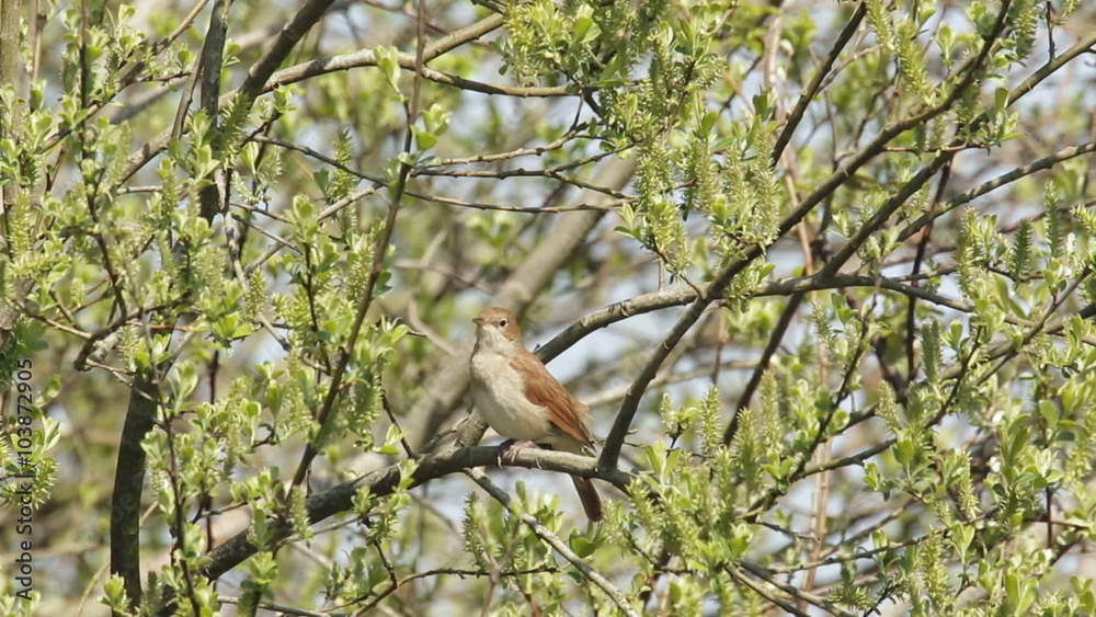 Nightingale (Luscinia megarhynchos) singing from a tree in spring. Nightingale (Luscinia megarhynchos) singing from a tree in spring.