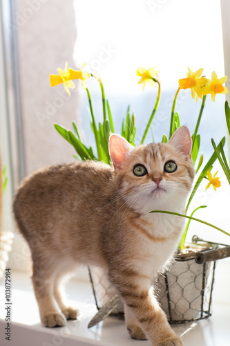  little cat in flowers
